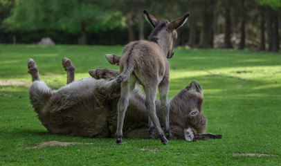 Young Donkey in field