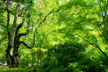 Fototapeta premium 岐阜城周辺の新緑