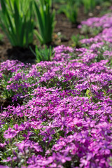 Obraz premium Flowers Phlox subulata bloom in the garden