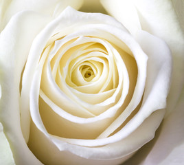 Close-up shot of white rose
