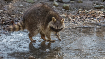 Racoon on ice © Randy van Domselaar