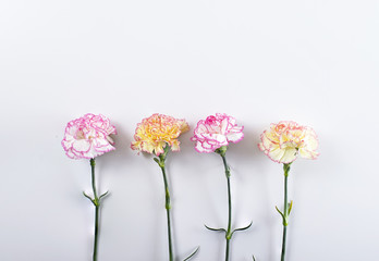 Close up of pink and yellow flowers on white background. Isolated. Copyspace