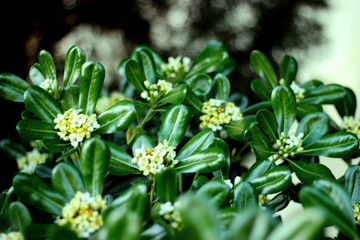 Evergreen shrub plant Pittosporum tobira, Japanese cheesewood branches with leaves on blurred background.