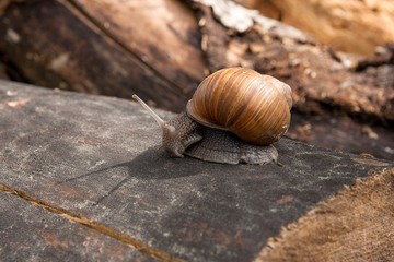 Close up view of Burgundy snail (Helix, Roman snail, edible snail, escargot) crawling on the trunk of old pine tree. .