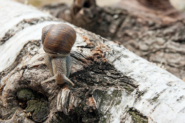 Burgundy snail (Helix, Roman snail, edible snail, escargot) crawling on the trunk of old birch tree. .