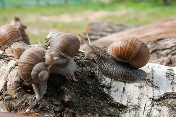 Group of big Burgundy snails (Helix, Roman snail, edible snail, escargot) crawling on the trunk of old birch tree. .
