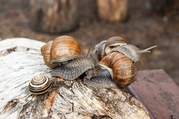 Group of big Burgundy snails (Helix, Roman snail, edible snail, escargot) crawling on the trunk of old birch tree. .