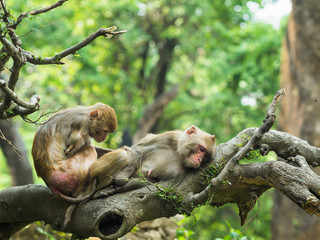 Long Tailed Macaque Monkeys. One-armed macaque grooming another monkey, while sitting on the tree branch in a forest