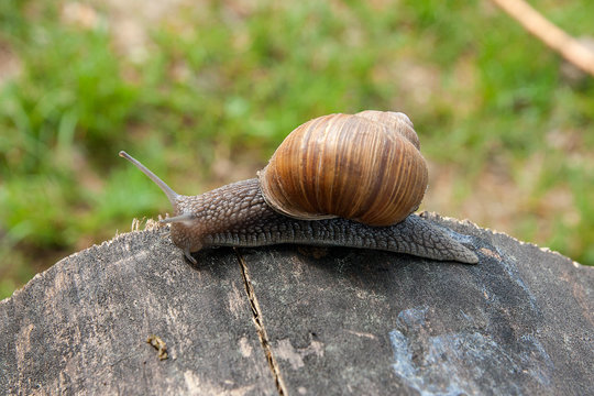 Close up view of Burgundy snail (Helix, Roman snail, edible snail, escargot) crawling on the trunk of old pine tree and green grass on background. .