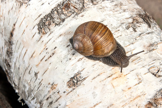 Burgundy snail (Helix, Roman snail, edible snail, escargot) crawling on the trunk of old birch tree. .