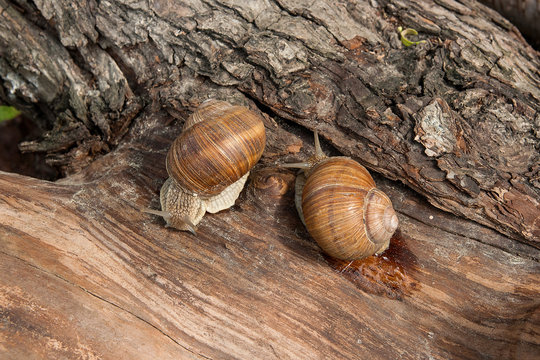 Two Burgundy snails (Helix, Roman snail, edible snail, escargot) crawling on the trunk of old aspen tree. .