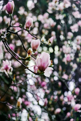 Magnolia Sulange blooming on background of green park bokeh. Spring blossom concept