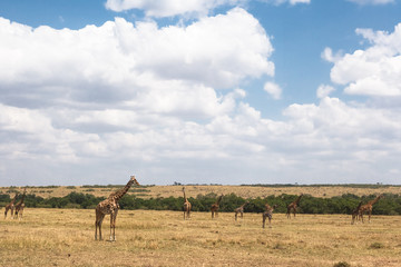 Small group of Masai giraffes in the savannah. Kenya, Africa