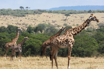 Herd of  giraffes in the savannah close-up. Kenya, Africa