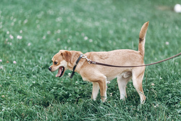 Happy dog walking in a park, grass in the background, mongrel dog up for adoption concept, pup on a leash outdoors