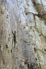 Lizard in Khao Phanom Bencha