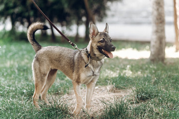 Adorable big eye brown dog on a walk with his owner, cute mongrel dog enjoying nature outdoors, animal shelter concept