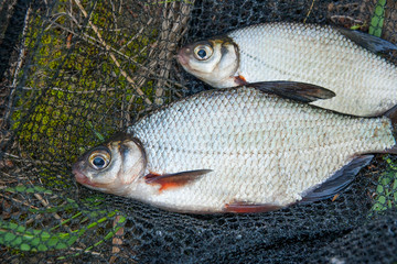 Two freshwater fish white bream or silver fish on black fishing net..