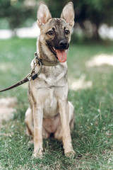 Cute friendly grey dog sitting on grass, close-up of nice happy dog outdoors on a leash, animal adoption concept