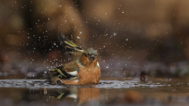 Finch Bird taking bath
