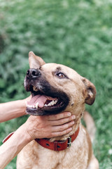 Happy dog portrait, female owner playing with dog and petting it, smiling mongrel canine outdoors close-up, animal adoption concept