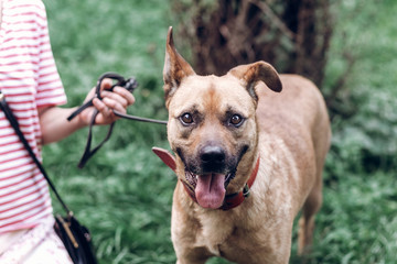 Adorable smiling dog with long ears looking at camera close-up, cute brown dog portait, pet shelter concept