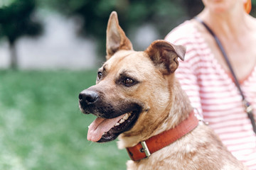 Adorable smiling dog with long ears looking at camera close-up, cute brown dog portait, pet shelter concept