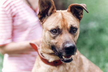 Female owner putting on leash on dog, cute brown dog smiling outdoors in a meadow, animal adoption concept