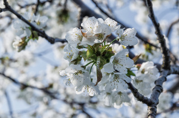 BLOSSOMING FRUIT TREE - Spring flowers in an artistic garden
