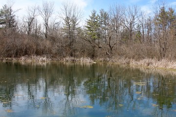 Fototapeta na wymiar Forest trees reflect off the pond water.