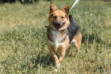 Cute german shepherd puppy smiling outdoors while on a walk in the park, happy brown dog - animal adoption concept