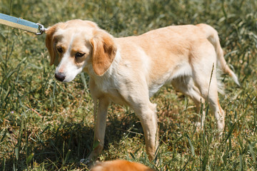 Cute sad little dog, brown puppy on a leash walking in the park, animal adoption concept