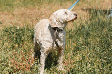 Serious loyal old dog  on a leash in the park, white fluffy dog walking outdoors, animal shelter...
