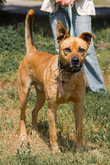 Strong brown dog walking outdoors in the park, mixed bred dog with cute ears on the grass, animal shelter concept