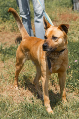 Strong brown dog walking outdoors in the park, mixed bred dog with cute ears on the grass, animal shelter concept