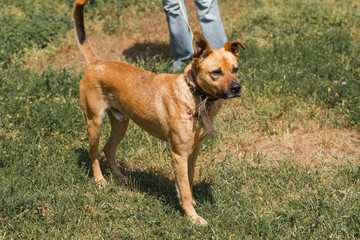 Strong brown dog walking outdoors in the park, mixed bred dog with cute ears on the grass, animal shelter concept