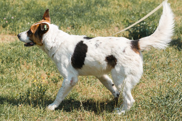 Cute mixed breed dog smiling while walking in the park, animal shelter concept