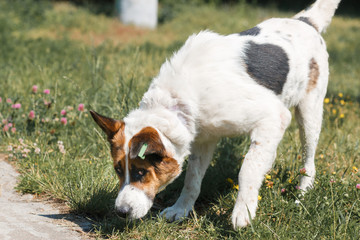 Sad old dog looking at the camera, while walking in the park, animal shelter - dog up for adoption,...