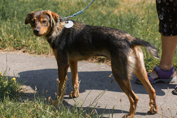 Sad little stray dog looking at camera, cute brown mixed bred dog walking on the road