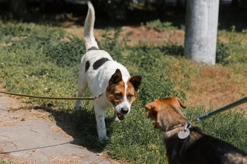 Two cute little dogs meet in the park, cute white friendly dog smiling
