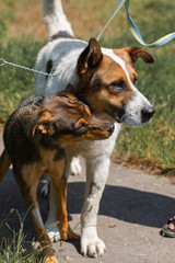 Two dog friends on a walk in the park, animal shelter concept