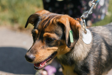 Close-up of a brown, smiling dog outdoors, animal adoption center concept