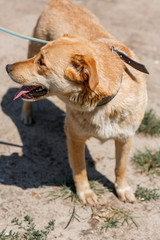 Cute mixed breed brown dog smiling  outdoors in the sun with his tongue out, friendly happy dog up for adoption at animal shelter concept