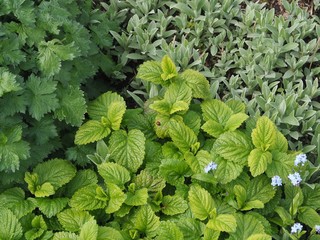 Lemon Balm