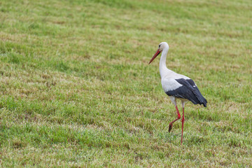 Storch im Feld