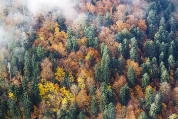 Obraz premium Beautiful autumn forest with green pines and yellow and orange deciduous trees in fog, top view