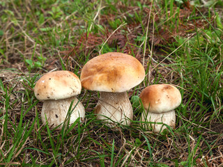 mushroom triplets