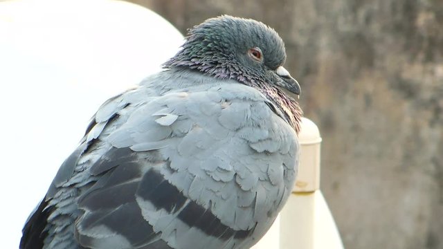 Feral Rock grey dove pigeon resting and watching video from back view