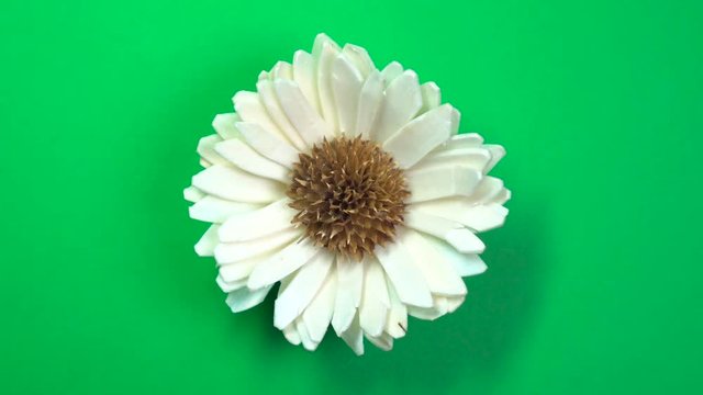 Beautiful single daisy flower fast spinning on a rotating green background.