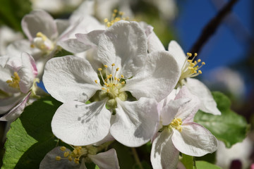 Blossom apple over nature background
